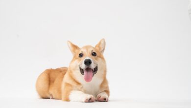 Dogs bread