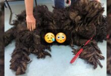 Dog Was Severely Matted For Months Until Good People Helped Him Shine To His Full Glory