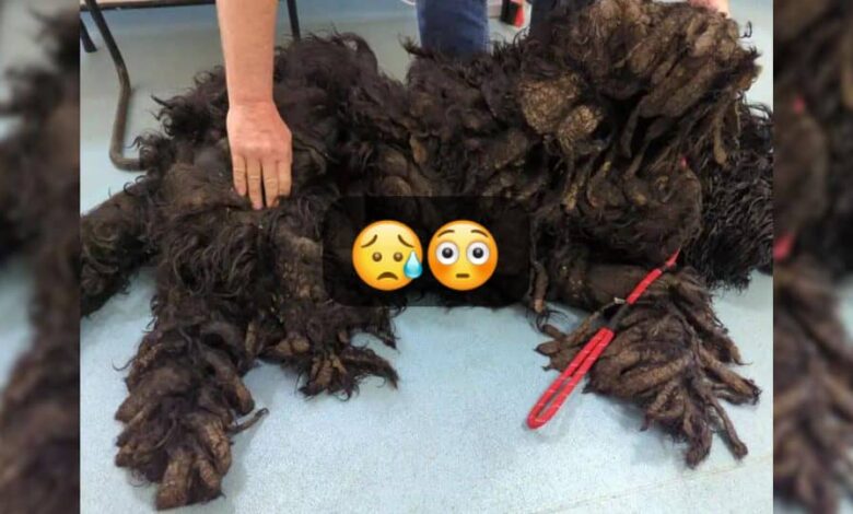 Dog Was Severely Matted For Months Until Good People Helped Him Shine To His Full Glory