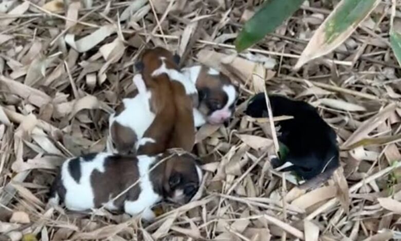 man noticed something unexpected in a leaf pile.