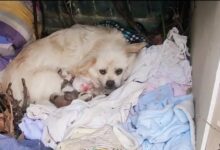 Stray Dog Mother: Worried How to Feed Her 5 Puppies