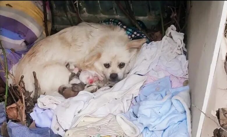 Stray Dog Mother: Worried How to Feed Her 5 Puppies