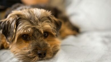 The Top 10 Small Dog Breeds Perfect for Apartment Living