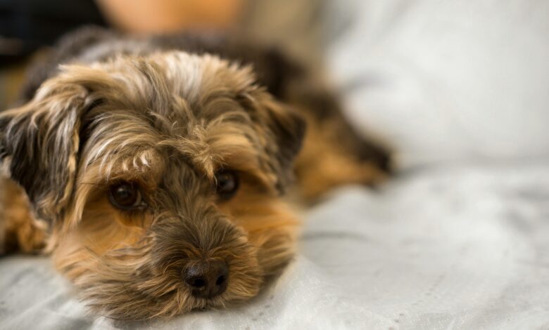 The Top 10 Small Dog Breeds Perfect for Apartment Living