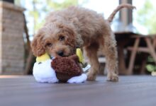 Pawsitively Perfect: Tips for Training Your Pup