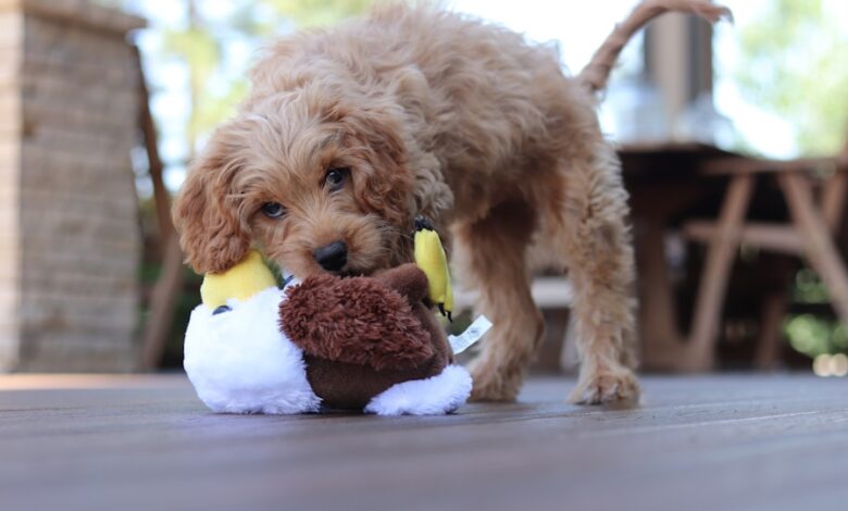 Pawsitively Perfect: Tips for Training Your Pup